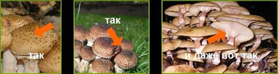 Funghi velenosi: agarici falsi miele, foto