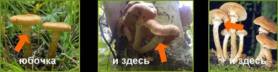 Funghi velenosi: agarici falsi miele, foto