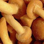 Agarici di miele congelati per l'inverno