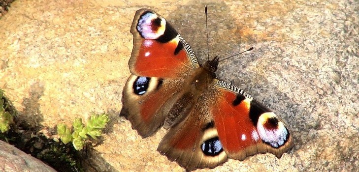 Che cos'è una natura vivente e inanimata