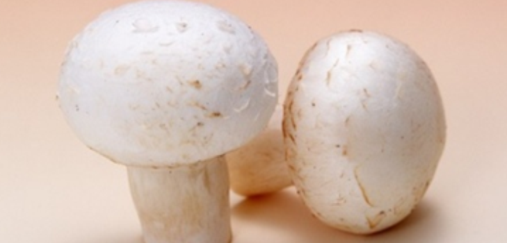 funghi champignon