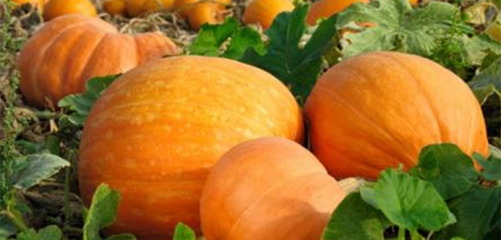 Piatti di zucca nel Multivariato