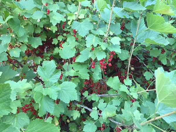 Ribes marmellata rossa - ricette per l'inverno