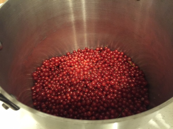 Ribes marmellata rossa - ricette per l'inverno