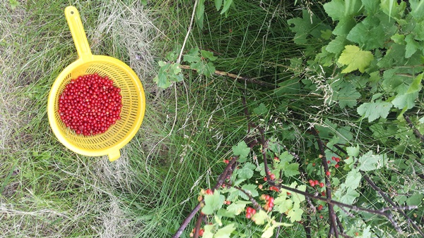Ribes marmellata rossa - ricette per l'inverno