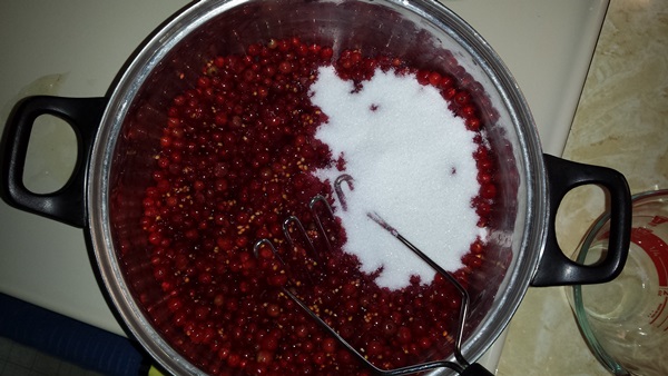 Ribes marmellata rossa - ricette per l'inverno