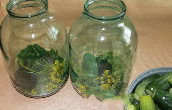 Cetrioli croccanti per l'inverno - in salamoia, senza aceto, senza sterilizzazione. Le migliori ricette semplici con foto di cetrioli croccanti in lattina con vodka