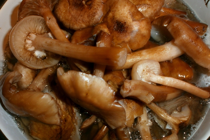 Come conservare agarici di miele per l'inverno - Preservation Prescription foto