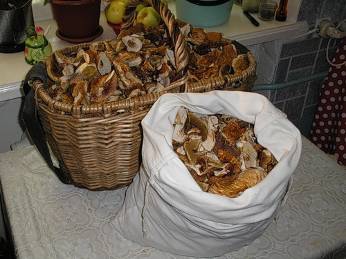 Come asciugare i funghi in casa