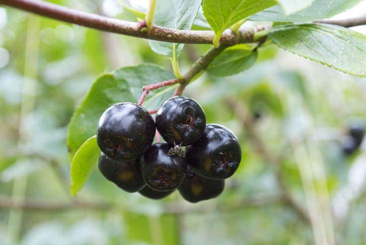 Come fare il vino fatto in casa da chokeberry a casa 