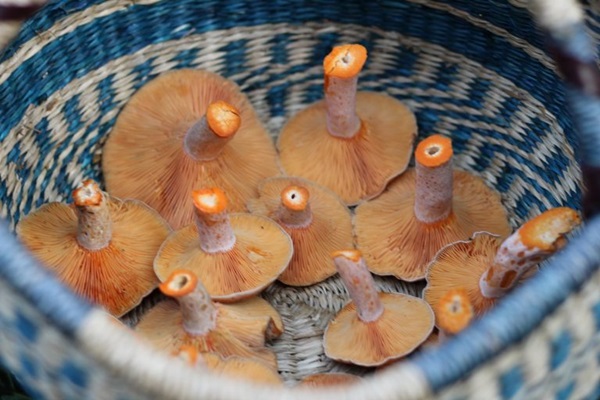 Come salare i funghi per l'inverno