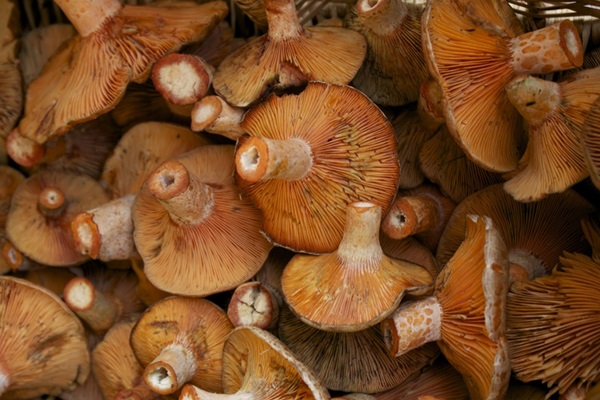 Come salare i funghi per l'inverno