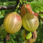 Come preparare la composta di uva spina