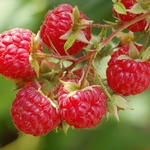 Come preparare il succo di lampone per l'inverno