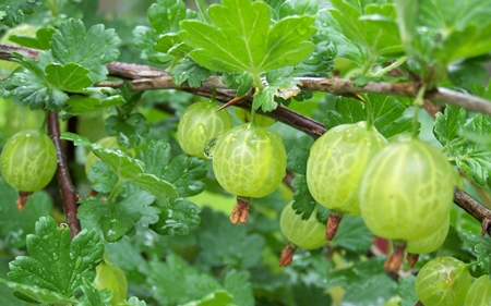 Come chiudere la billetta dalle uva spina per l'inverno