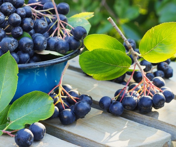 Compote dalla frittata di chokeberry