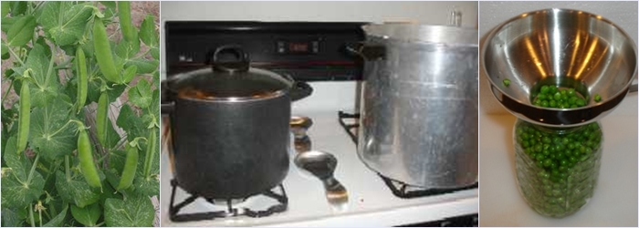 Conservazione dei piselli a casa per l'inverno