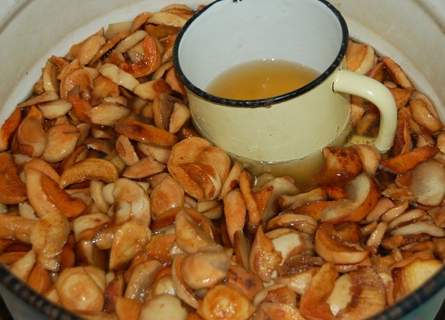 Deliziose e semplici ricette di kvas sulla linfa di betulla Deliziose e semplici ricette di kvas sulla linfa di betulla