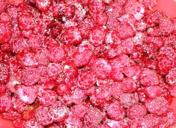 Lamponi con zucchero per l'inverno senza cottura, Pyatiminutka, nel congelatore. Ricetta per lamponi freschi, grattugiata con zucchero