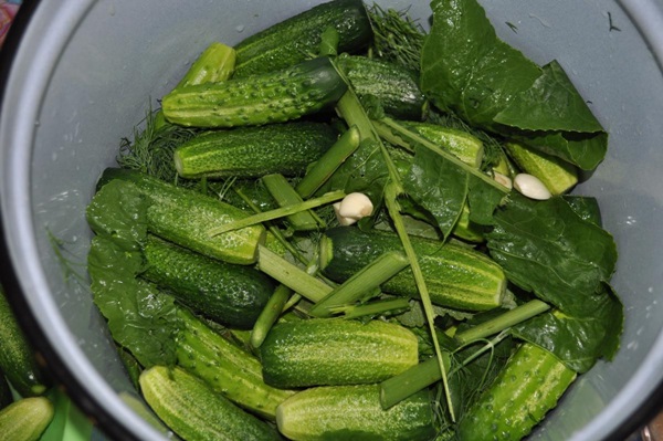 Cetriolo croccante alla luce in una casseruola