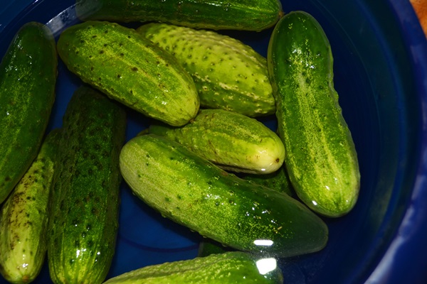 Cetriolo croccante alla luce in una casseruola
