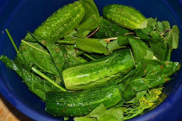 Cetriolo croccante alla luce in una casseruola