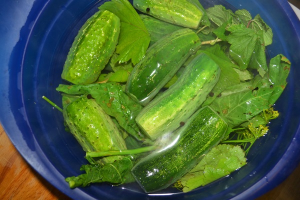 Cetriolo croccante alla luce in una casseruola
