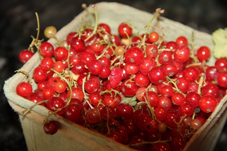 Tintura del ribes su alcool