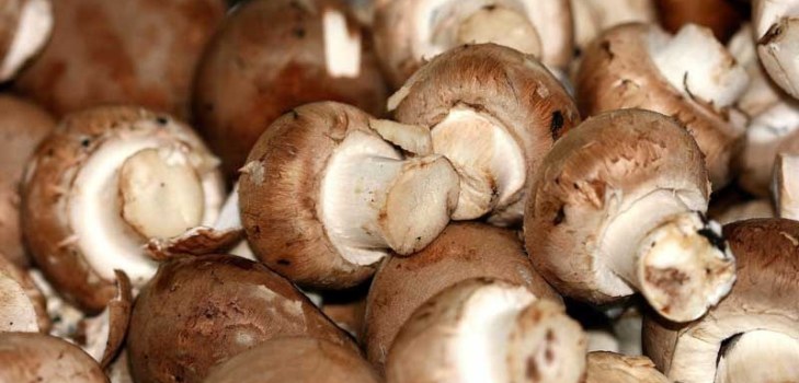molti funghi prataioli
