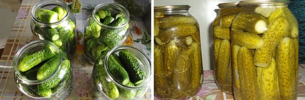 Cetrioli alla maniera fredda sotto berretto di nylon e metallo. Raccogliendo i cetrioli in modo freddo per l'inverno: con senape, vodka, aceto libero