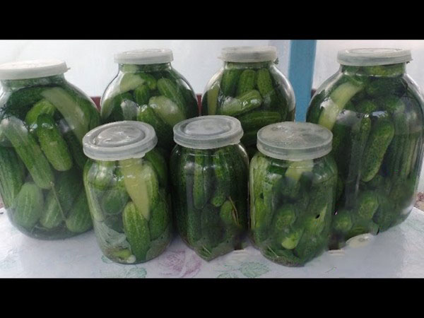Cetrioli alla maniera fredda sotto berretto di nylon e metallo. Raccogliendo i cetrioli in modo freddo per l'inverno: con senape, vodka, aceto libero