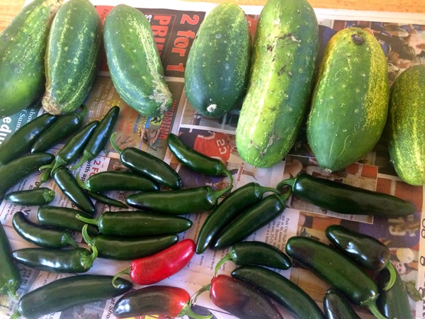 Cetrioli saporiti con aglio per l'inverno