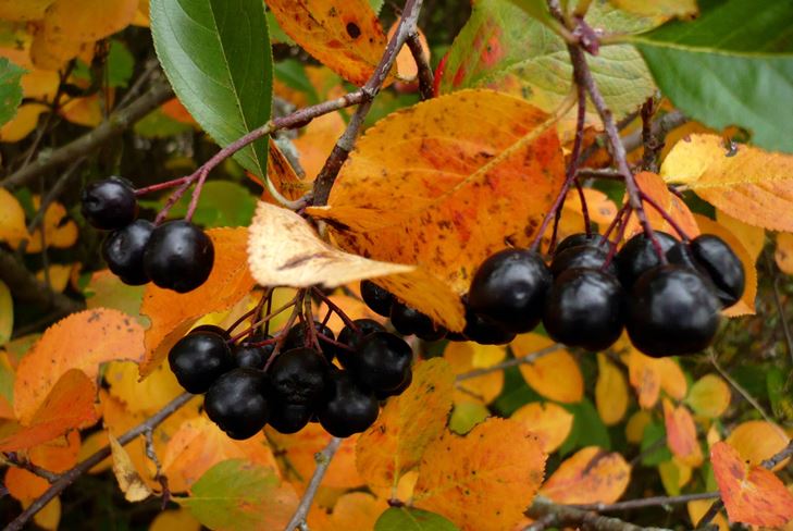 Spazi vuoti utili per l'inverno: sciroppo di chokeberry ashberry