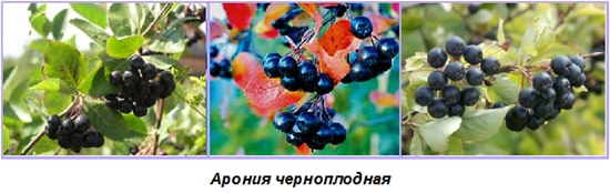 Spazi vuoti utili per l'inverno: sciroppo di chokeberry ashberry