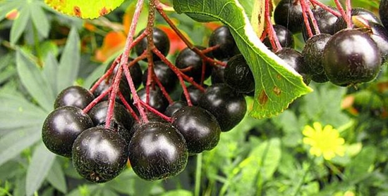 Spazi vuoti utili per l'inverno: sciroppo di chokeberry ashberry