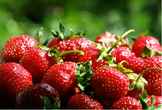 fragole fresche