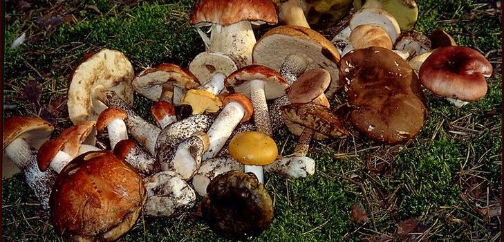 La ricetta della zuppa di funghi secchi, le sue proprietà utili