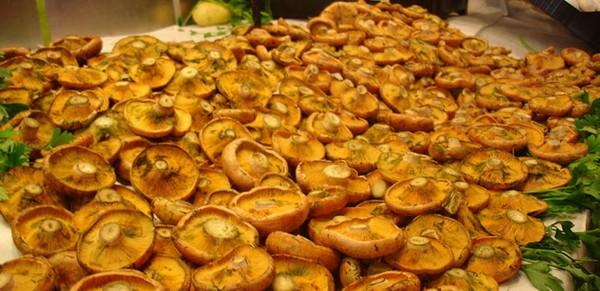 Rozhiki per l'inverno - ricette per il congelamento, il decapaggio Rozhiki per l'inverno - ricette per il congelamento, il decapaggio