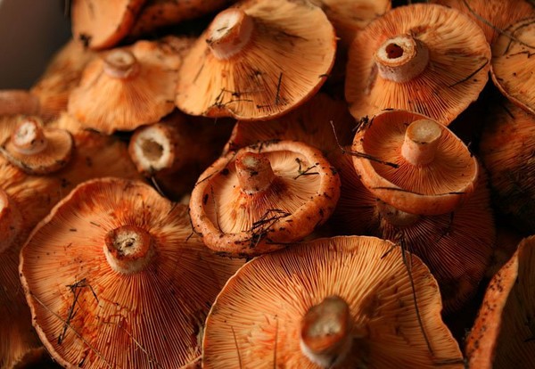 Rozhiki per l'inverno - ricette per il congelamento, il decapaggio
