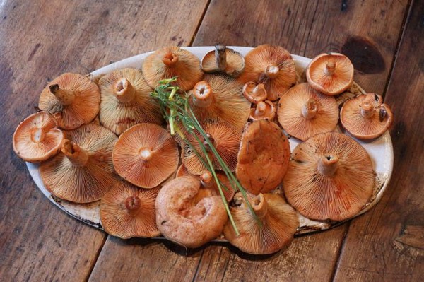 Rozhiki per l'inverno - ricette per il congelamento, il decapaggio
