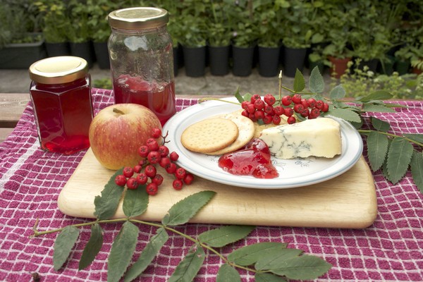 Rowan per l'inverno: ricette per billette dal consueto chokeberry rosso e nero