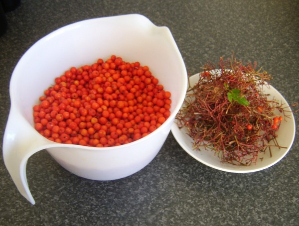Rowan per l'inverno: ricette per billette dal consueto chokeberry rosso e nero