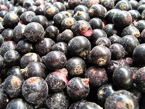 Ribes con zucchero per l'inverno senza cottura, Pyatiminutka, congelato. Ricetta di ribes, grattugiata con zucchero per l'inverno (senza frigorifero)