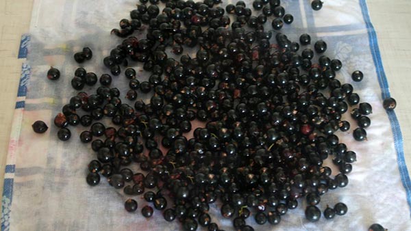 Ribes con zucchero per l'inverno senza cottura, Pyatiminutka, congelato. Ricetta di ribes, grattugiata con zucchero per l'inverno (senza frigorifero)