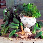 Cetrioli secchi per l'inverno
