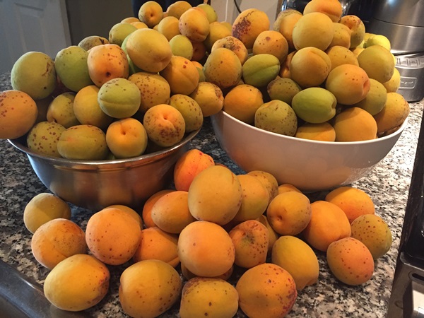 Confettura di albicocche - ricetta reale