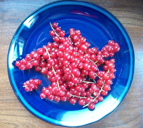 Gelatina di ribes rosso