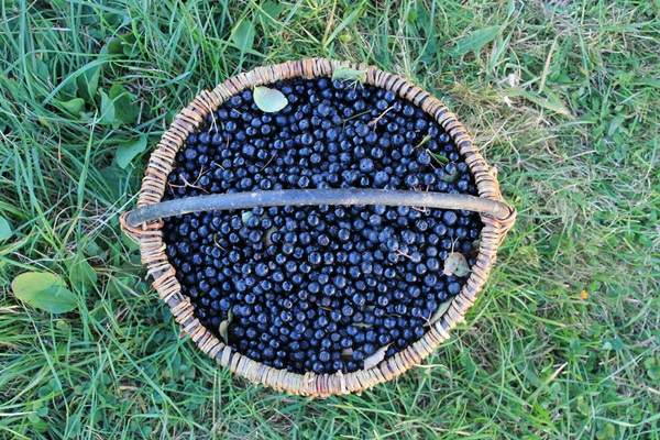 Marmellata di aronia nera