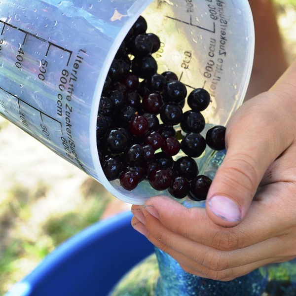 Marmellata di aronia nera