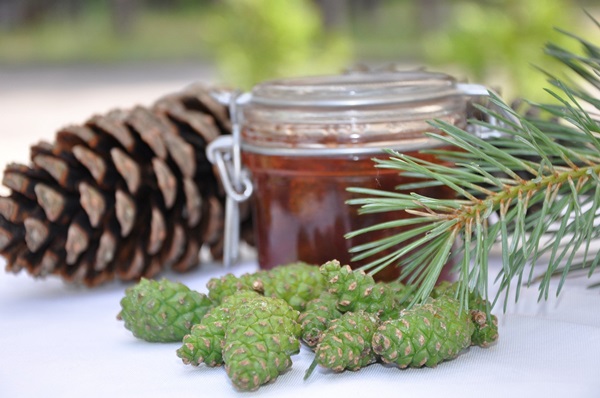 Marmellata originale di pigne